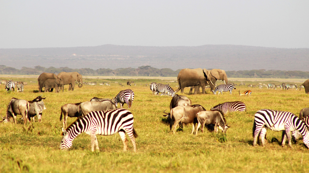 Zebras, elephants, and wildebeests in Amboseli, Kenya.