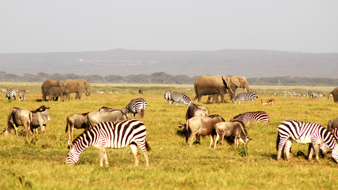 Des zèbres, des éléphants et des gnous à Amboseli, au Kenya.