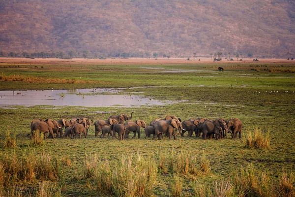 olifanten in beweging: 250 olifanten worden verplaatst in Malawi 
