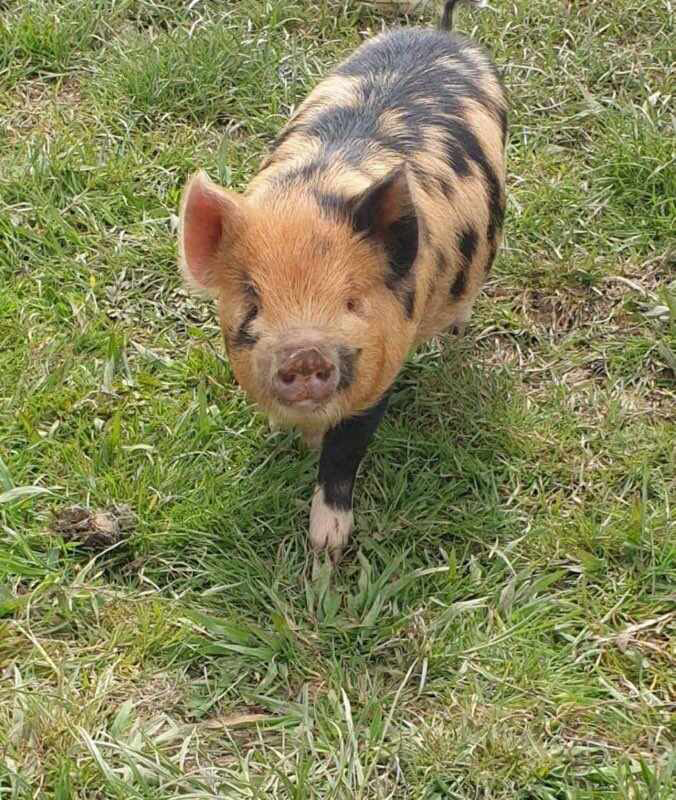 A pig affected by the January 2022 volcanic eruption and tsunami in Tonga.