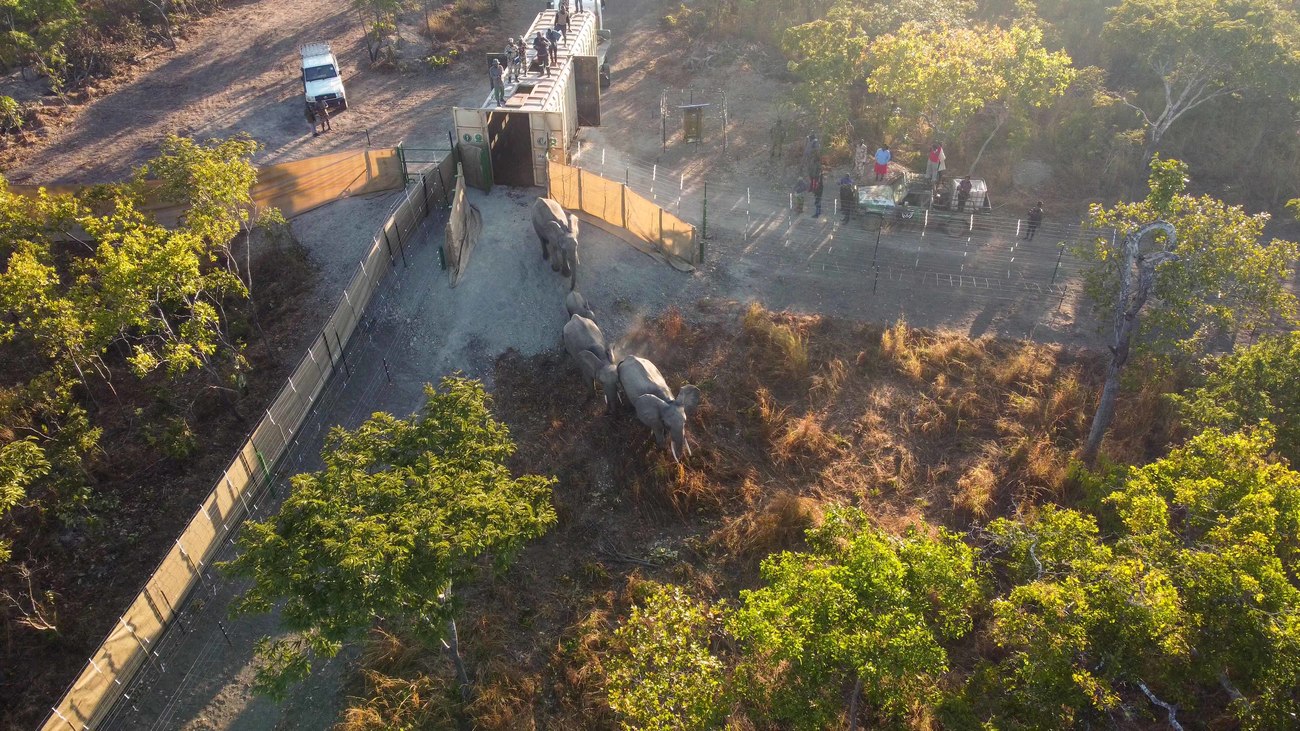 Overhead shot of elephants being released into Kasungu National Park, Malawi.