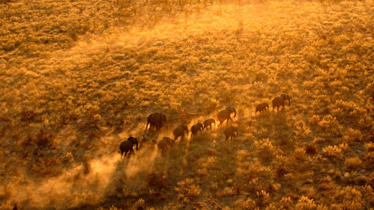 Un troupeau d’éléphants parcourant la savane, dans le nord du Botswana. 