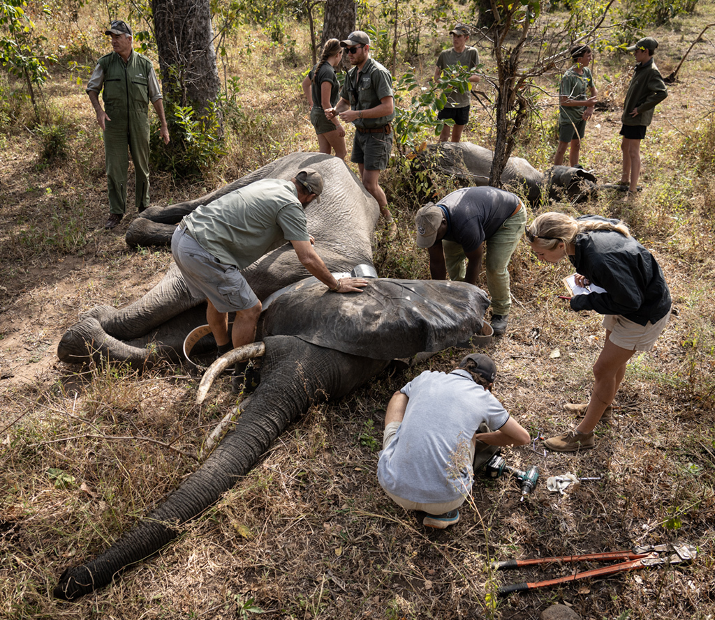 All hands on deck as elephants are sedated in Liwonde National Park.