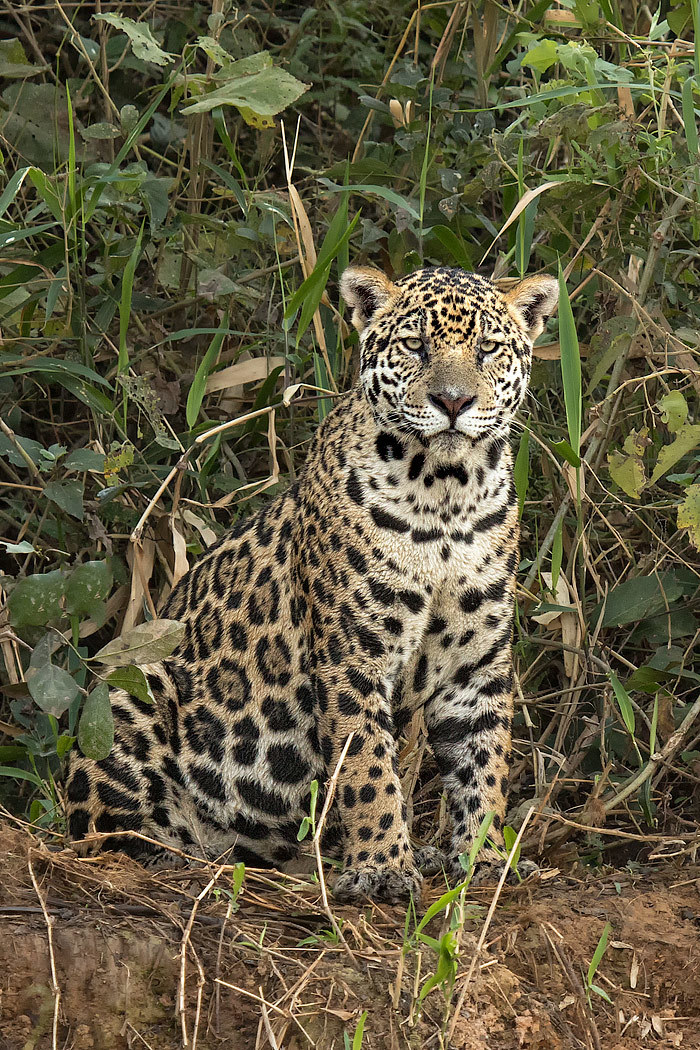 The jaguar (Panthera onca), the third-largest feline, is listed in Appendix I of the Convention on International Trade in Endangered Species of Wild Fauna and Flora (CITES).