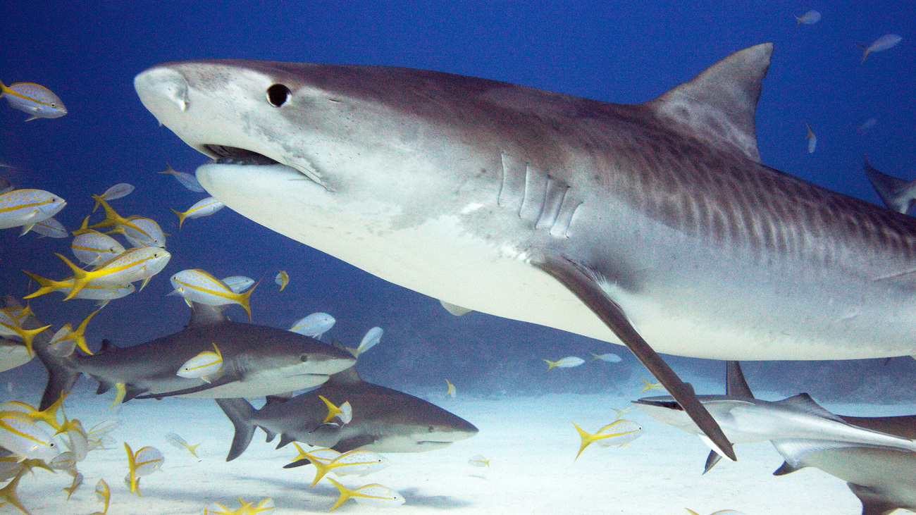 A tiger shark swims amongst other sharks and fish. 