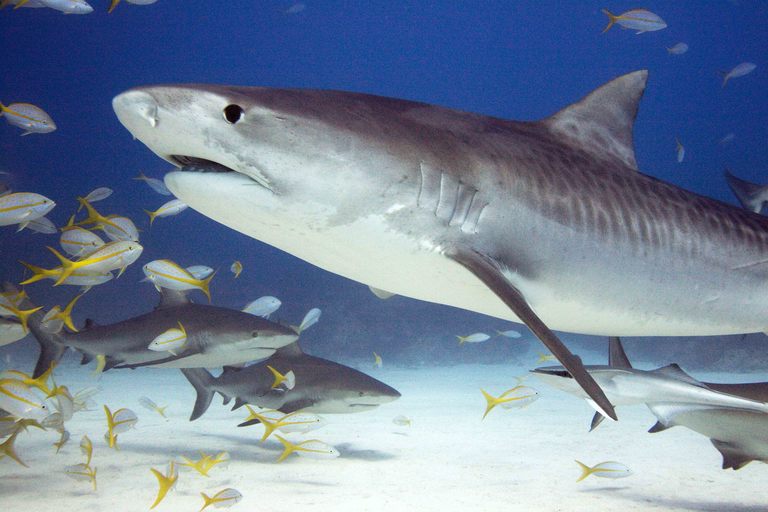 how sharks keep our oceans healthy