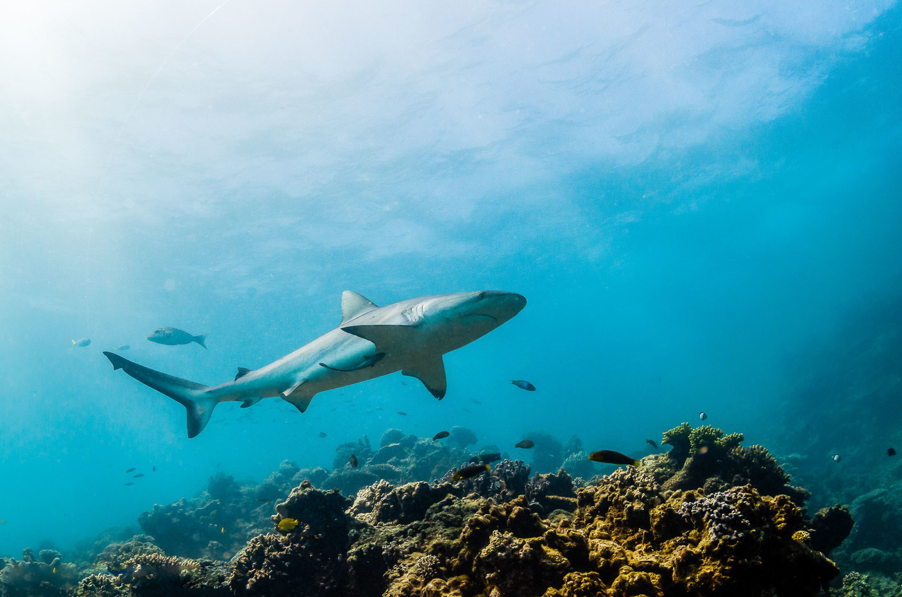 A grey reef shark swimming over hard coral reefs.