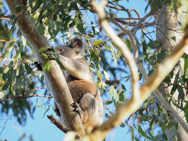 A koala clings to a tree branch. 