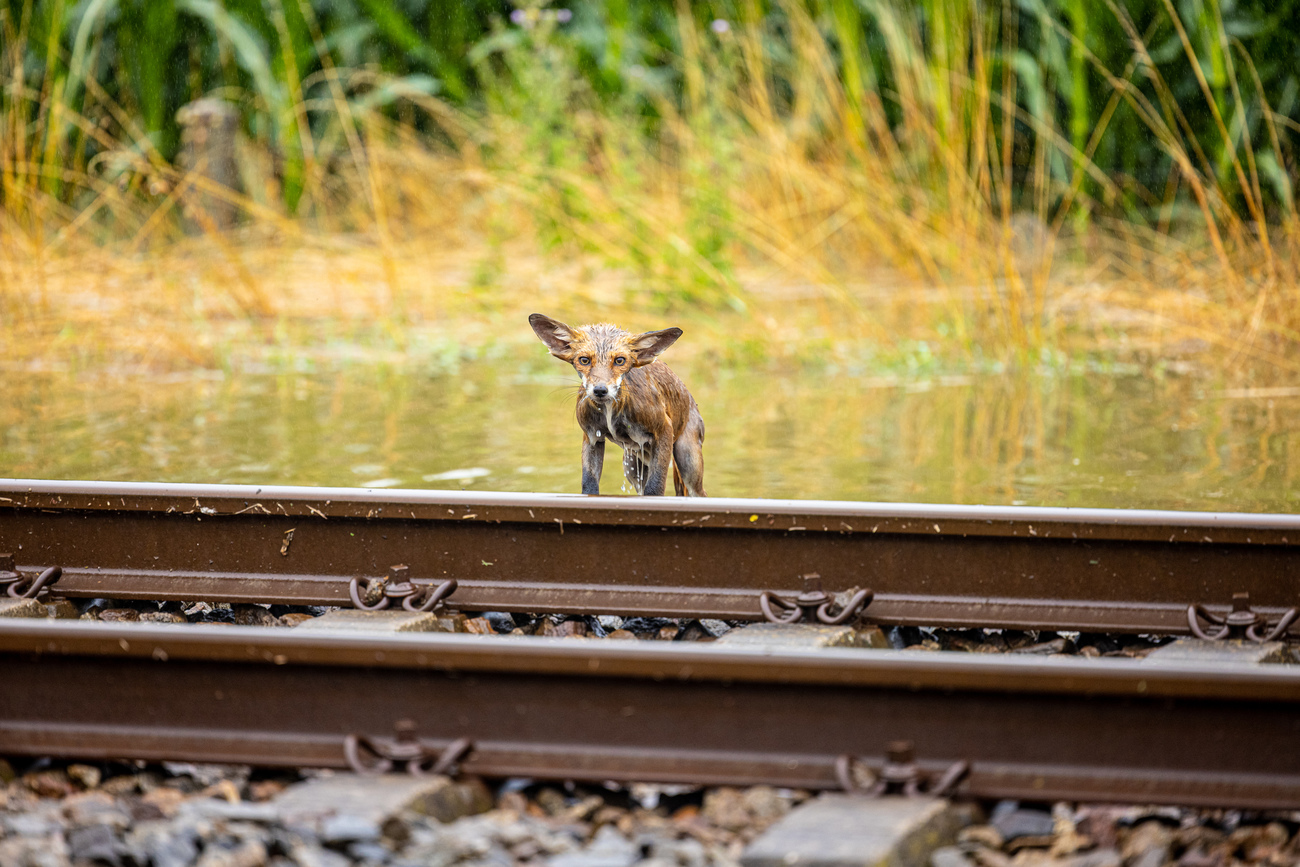 Een vos heeft de overstromingen in Limburg in Nederland in de zomer van 2021 overleefd.