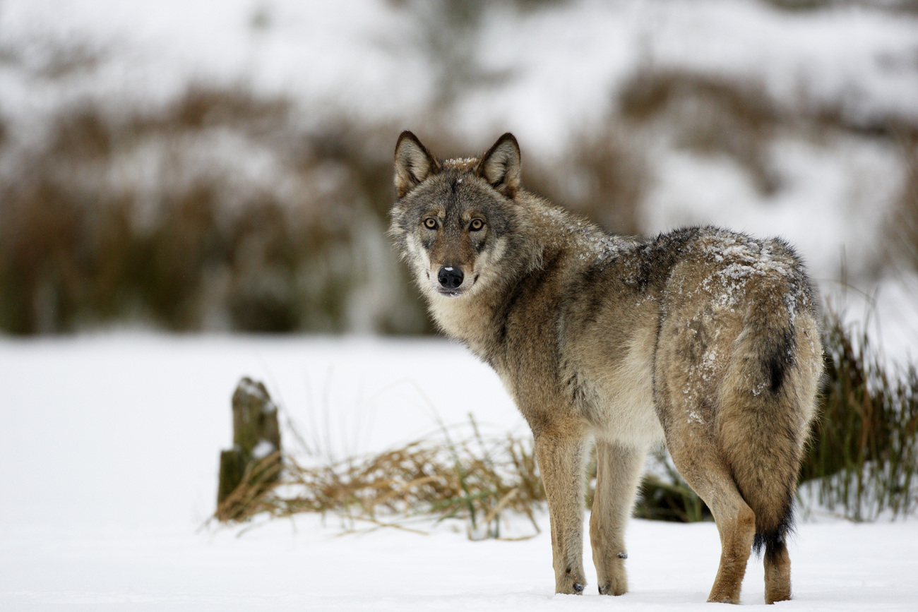 Wolven weetje: de wolf in Europa verspreidt zich vanuit het Ooster door het gehele continent