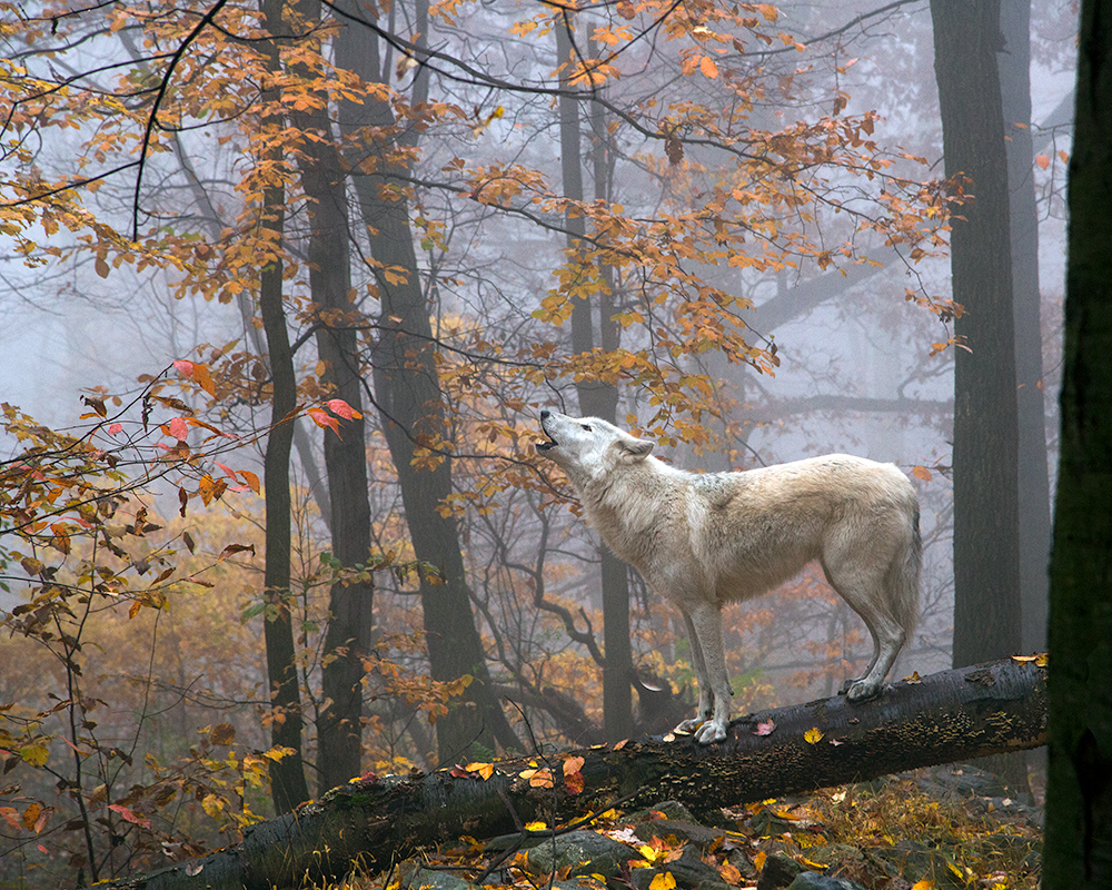 Witte wolf huilt bovenop een omgevallen boom.