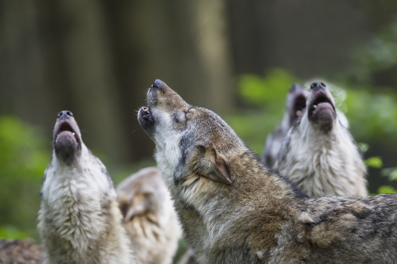 Vier huilende wolven