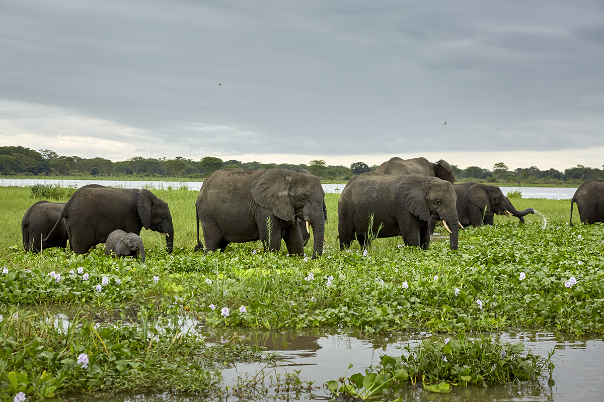 Elephants feed on water hyacinth in Liwonde National Park, Malawi.