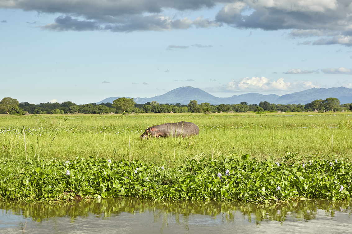 A grazing hippo near the edge of the Shire River, Liwonde National Park, Malawi.