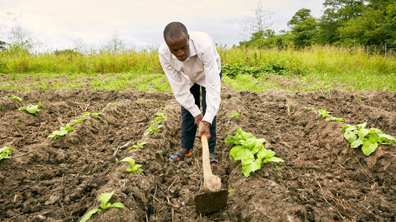 Farmer Lawrence prepares the field before watering his mustard seed plants, Chikolongo Livelihoods Project, Malawi.