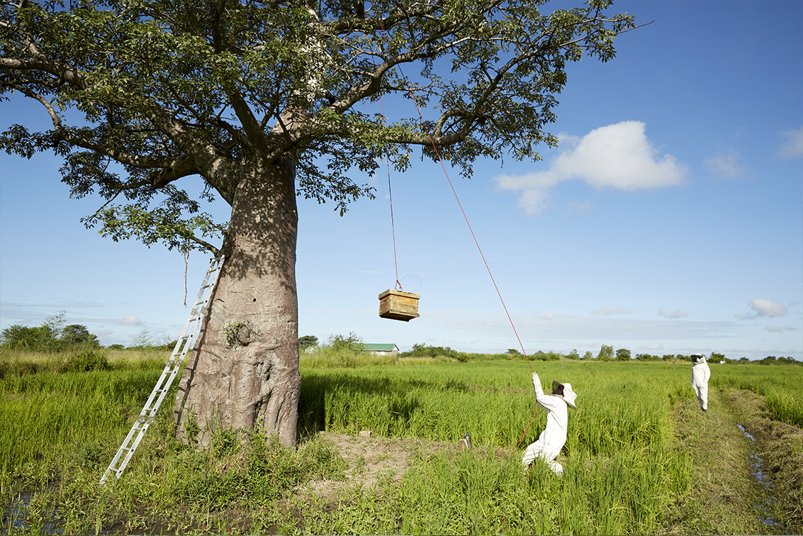 After checking on the number of bees in a recently populated hive, Rodrick climbs back into the baobab tree while Justin holds the rope they will use to hoist it back into place, Chikolongo, Malawi.