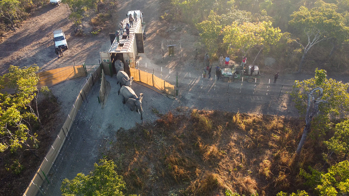 Elephants are released into an enclosure called a "boma" at Kasungu National Park, Malawi.