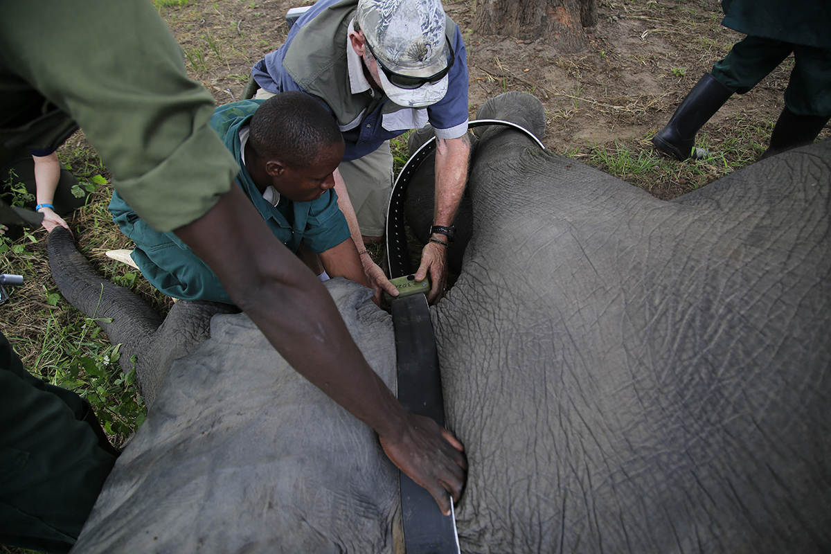 A team fits a tracking collar on an elephant at Kafue National Park, Zambia.