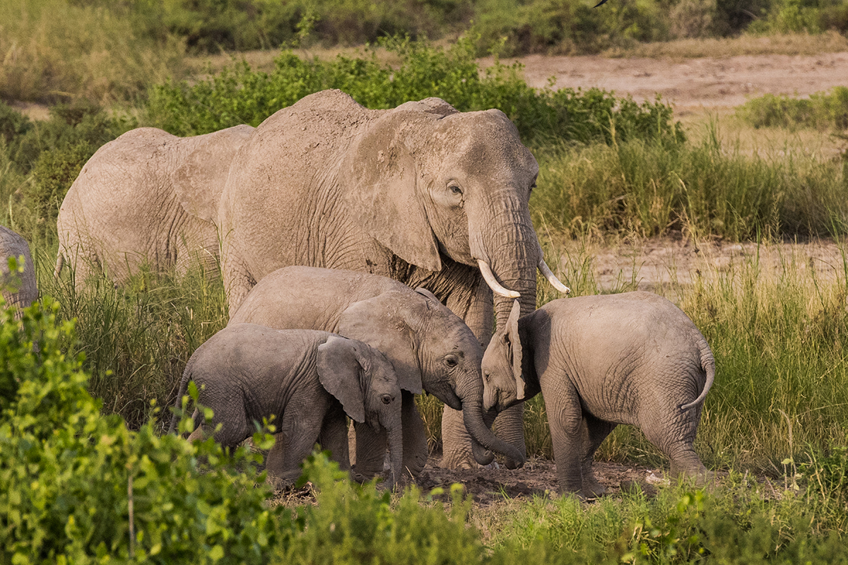 Olifantenkalfjes spelen samen in hun kudde in Amboseli National Park. Olifanten zijn extreem sociale dieren. Daarom vervoeren we hele familiegroepen samen.