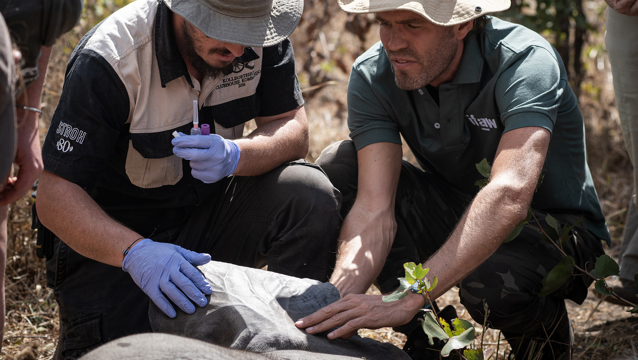 A member of the capture team and IFAW board member Constantin Bjerke with a sedated elephant in Liwonde National Park.