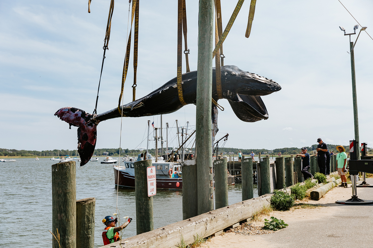 The emaciated humpback is lifted from the water and onto a flatbed trailer with the aid of a crane for transport 