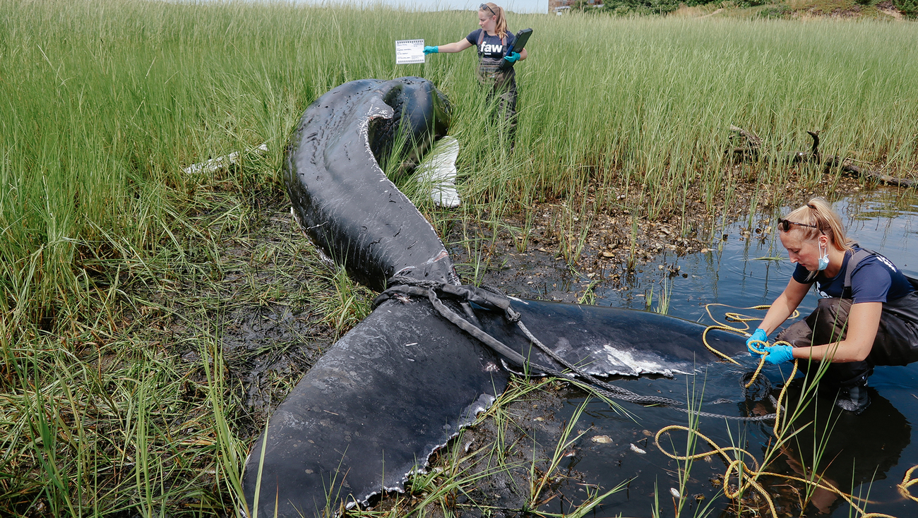 team examines dead stranded humpback whale in Wellfleet, Cape Cod