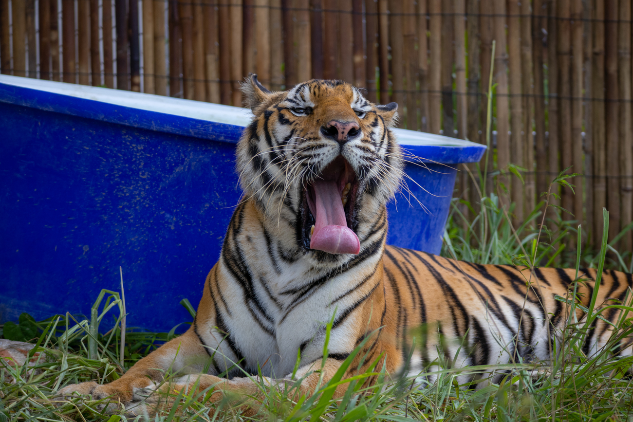 Tiger yawning