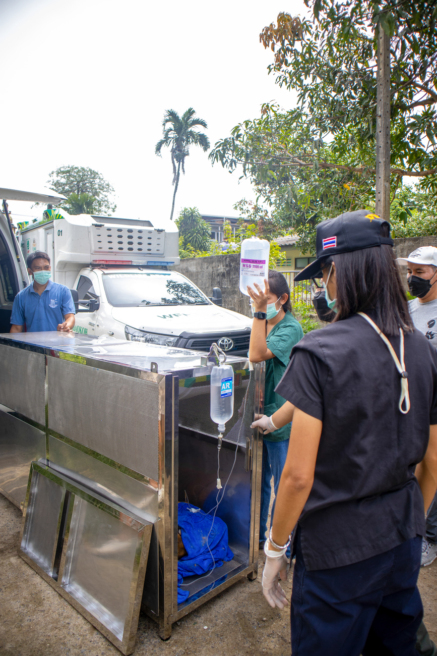 Staff providing medical care to large animals