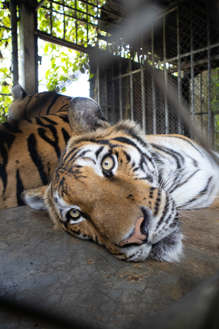 Tiger resting