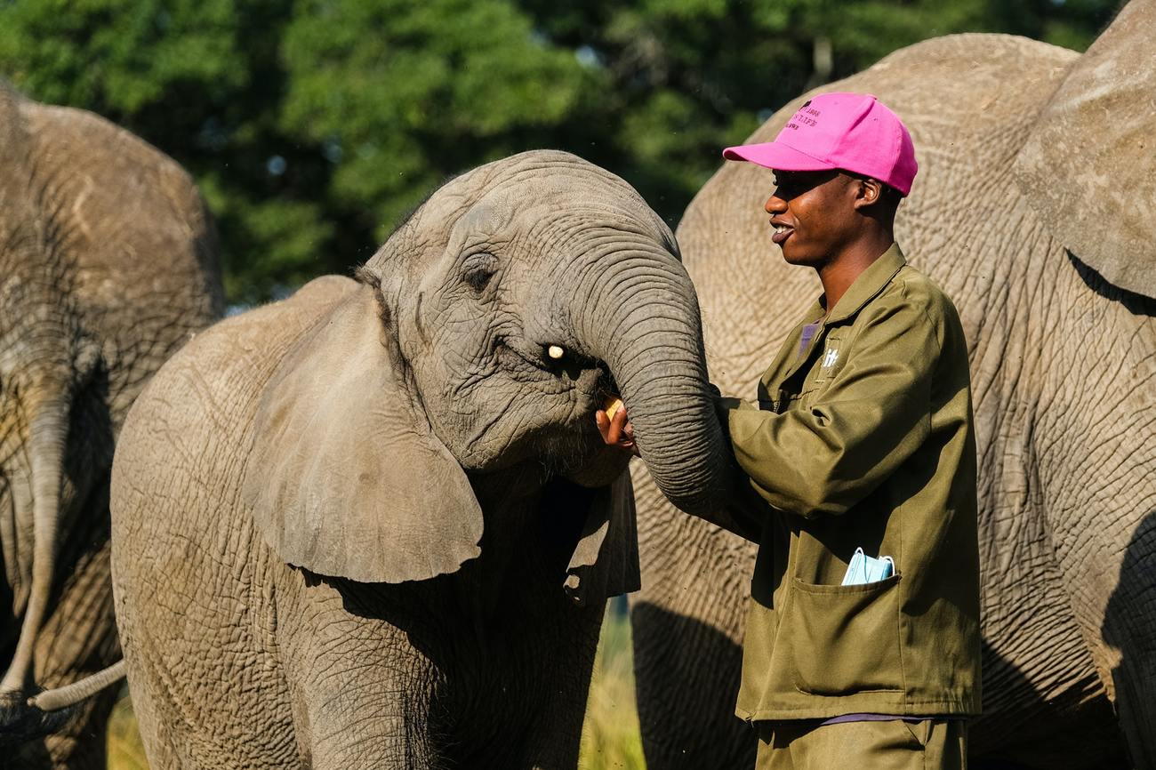 An elephant keeper caring for an elephant