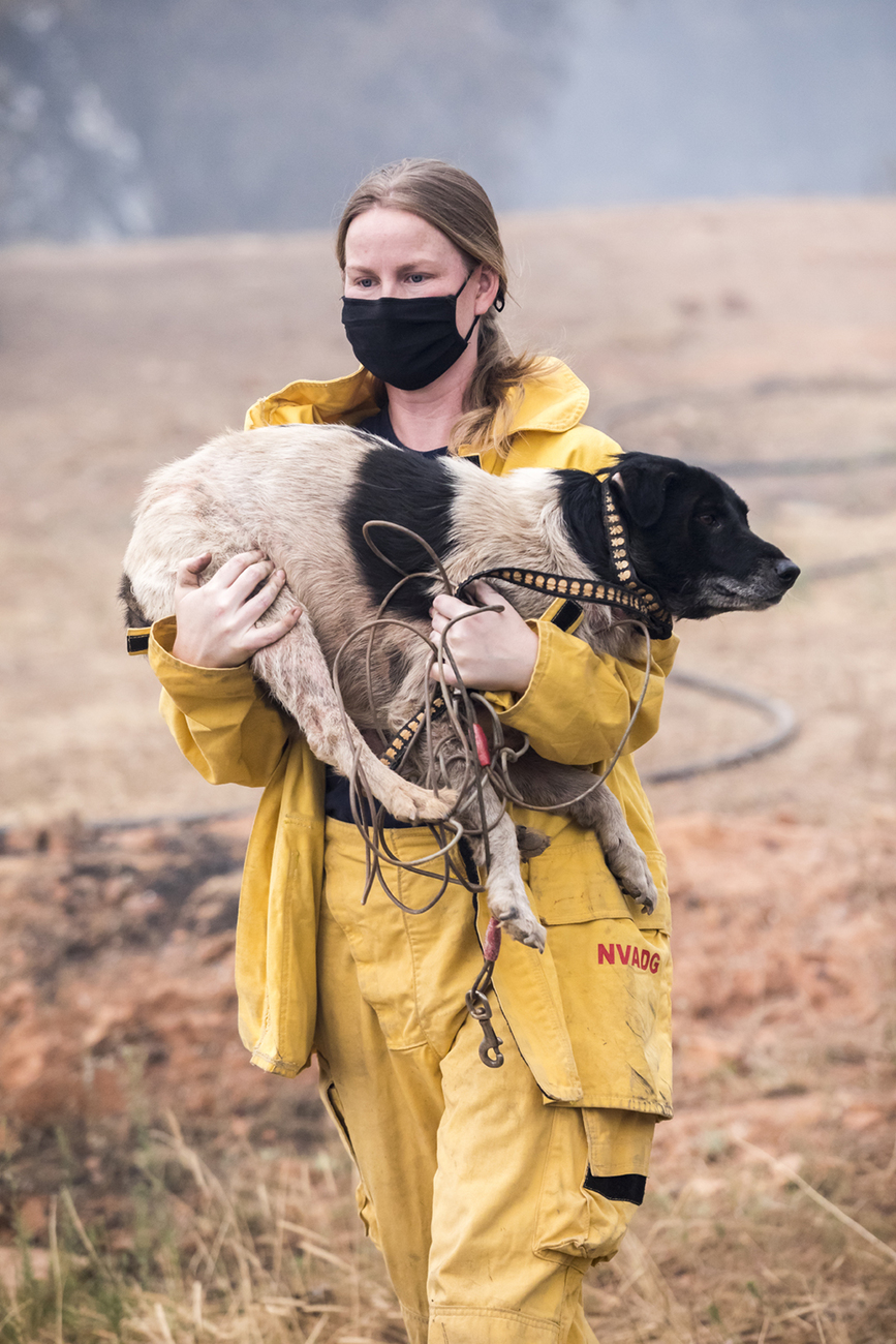 Woman rescuing dog from burned landscape