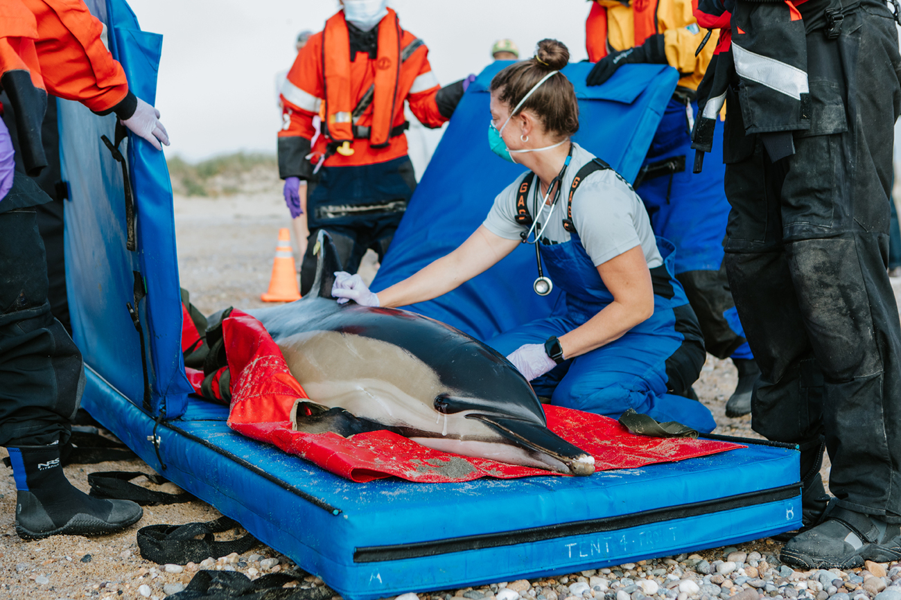 A veterinarian monitoring a stranded dolphin