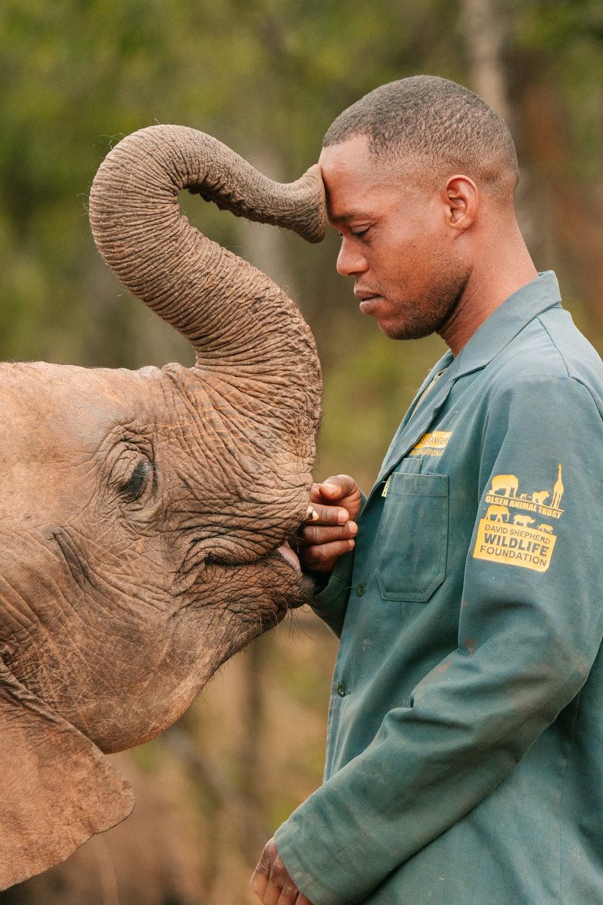 An elephant affectionately pressing their nose on an elephant keeper's head