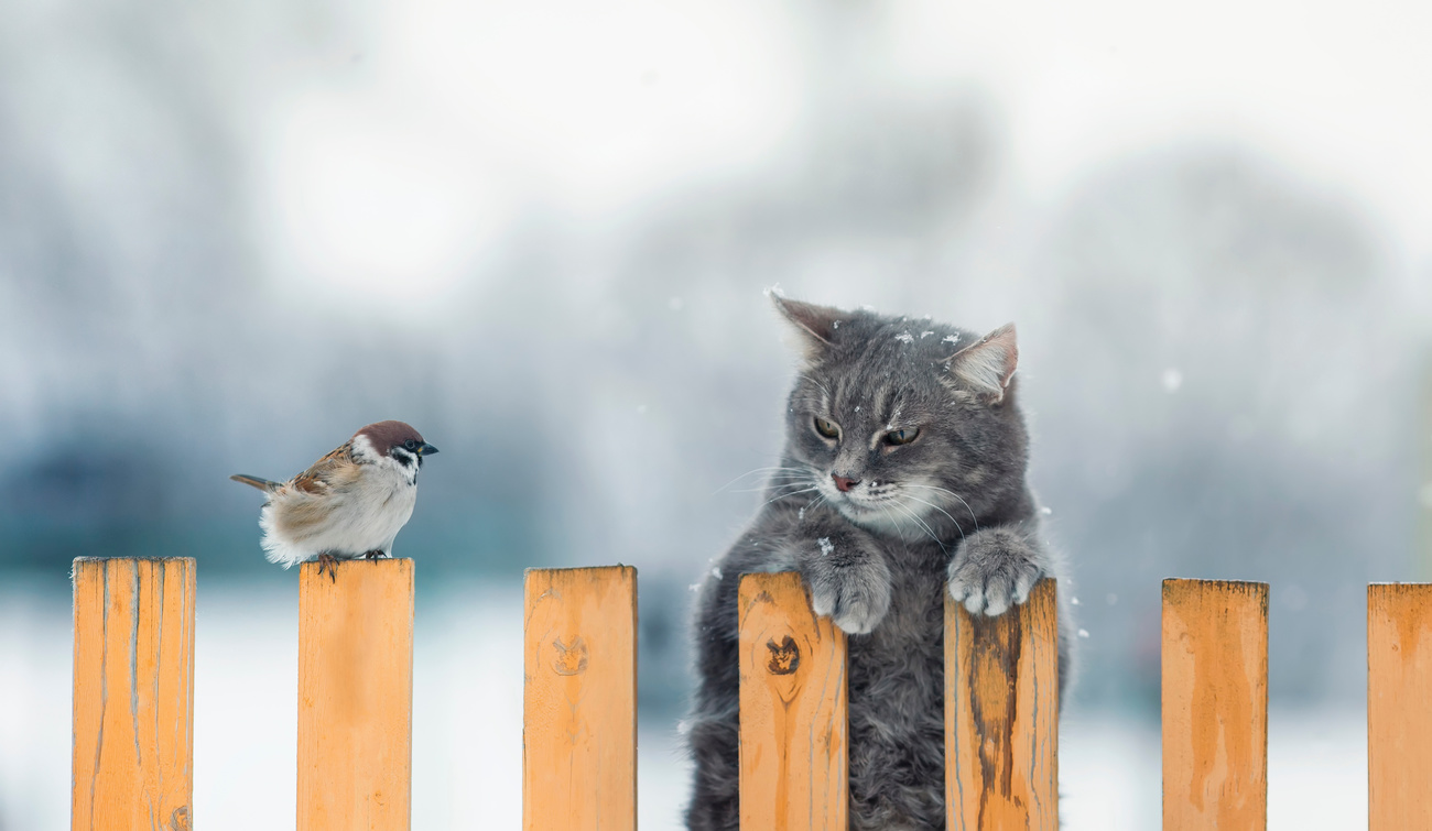 kat met vogel op een hek