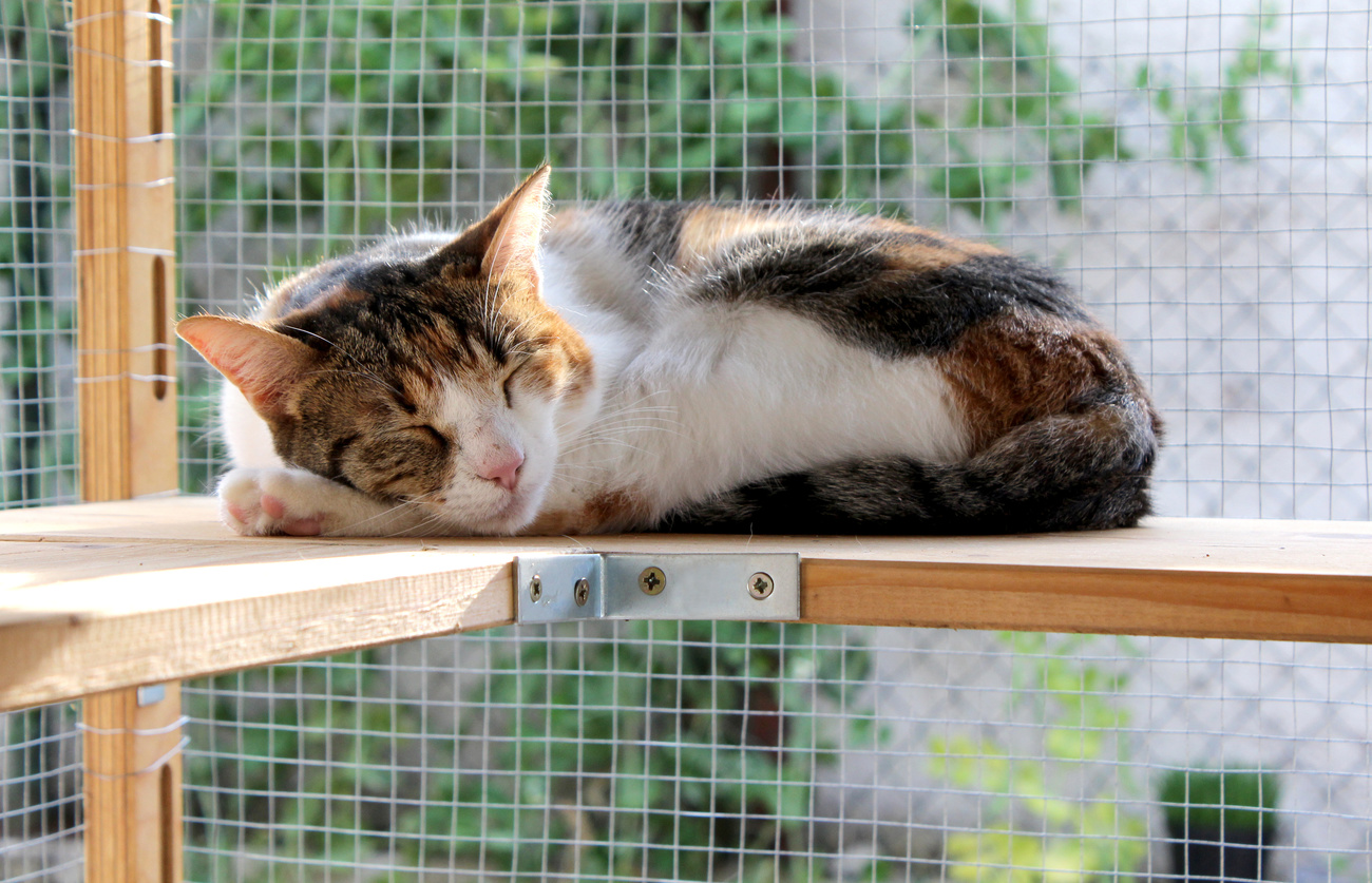 cat slaapt in catio