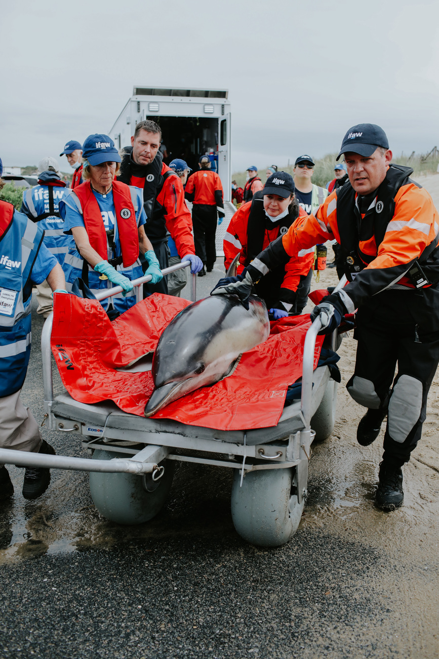 IFAW volunteer responders rescuing a common dolphin near the Wellfleet Pier