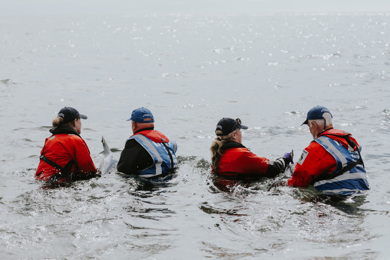 IFAW volunteer responders rescuing a common dolphin near the Wellfleet Pier