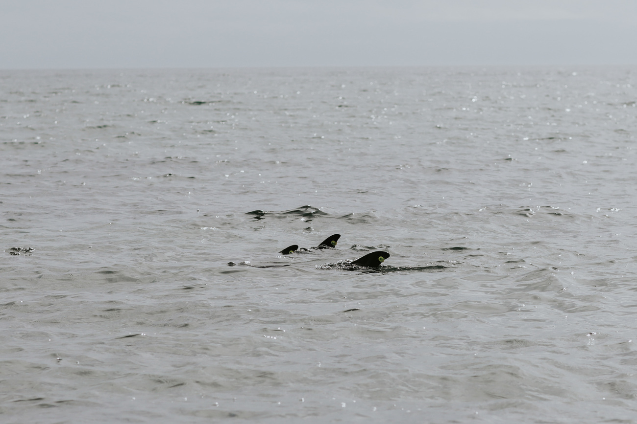 Dolphins swimming