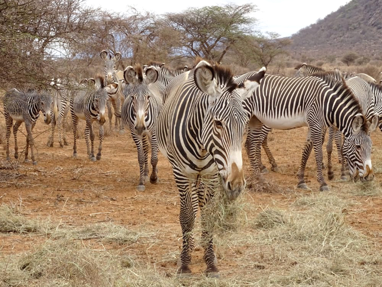 Multiple Grevy's zebras in nature