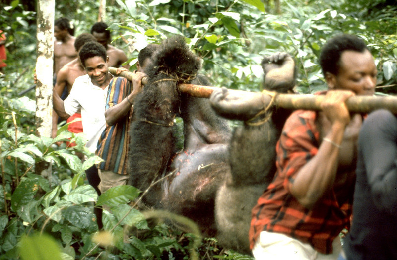 Westelijke laaglandgorilla gevangen als bushmeat in de jungle van Kameroen.