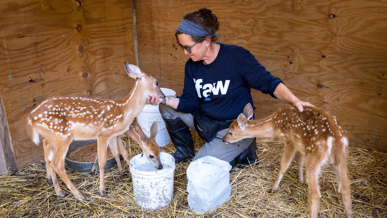 Mask maker protects fawns at central Alberta wildlife centre - Red