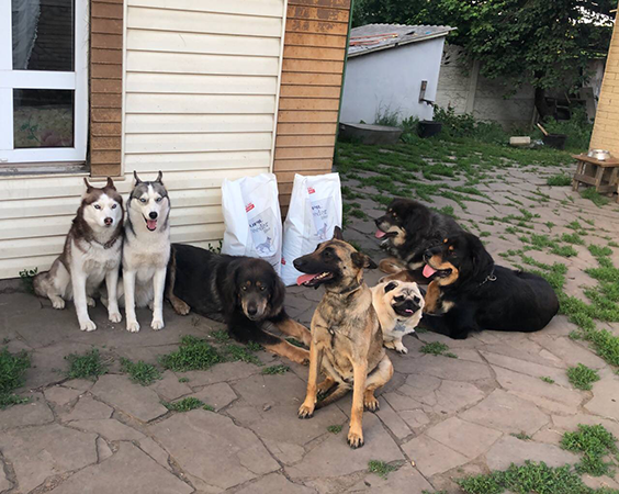 Honden in Oekraïne met zakken voer aangeboden door de U-Hearts Foundation.