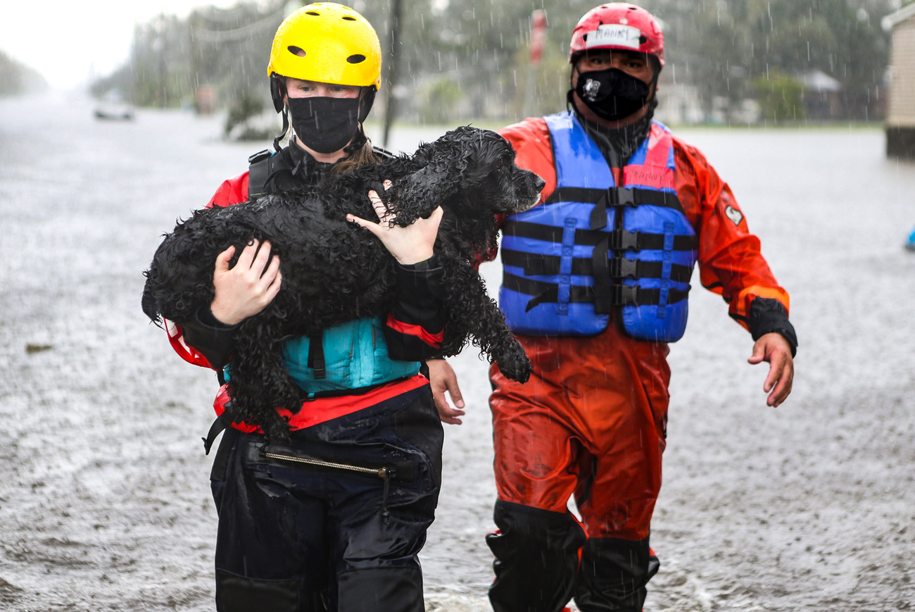 Un sauveteur d'IFAW porte une cage avec un chien secourru dedans