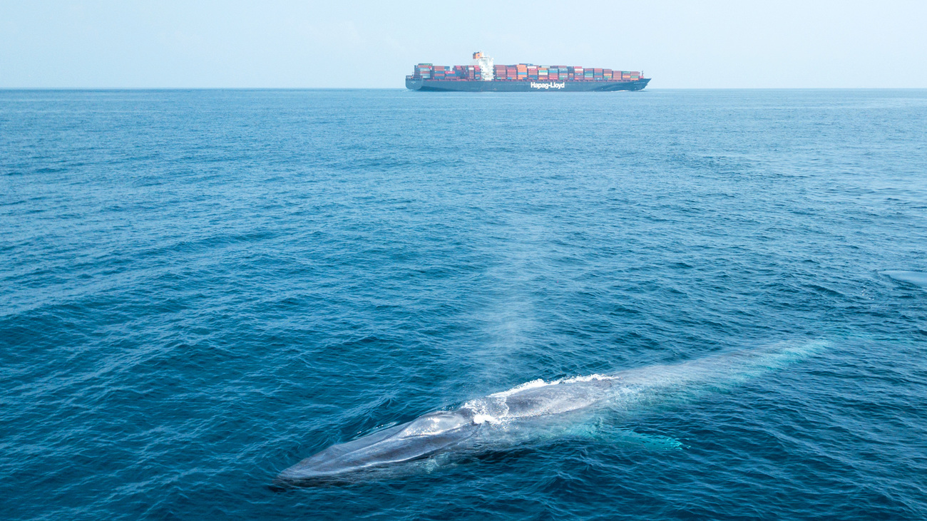 A blue whale breaching with cargo ship in background off the coast of Sri Lanka.