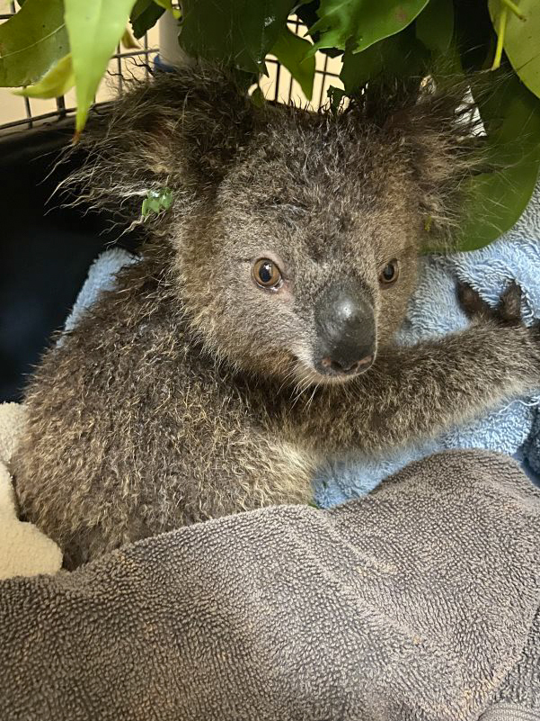 Gulliver is a 14-month-old male koala who was rescued amid the torrential downpours in Tregeagle in the NSW Northern Rivers region on February 28, 2022. The joey was found walking on the ground alone, calling for his mum, who sadly couldn’t be found. Gulliver evaded capture while he was on the ground forcing Friends of the Koala rescuers to set a trap to rescue him before more torrential rain fell. Once the trap was set, Gulliver began climbing down the tree and was safely captured so he could be taken to IFAW partners at Friends of the Koala. Because of his young age, Gulliver was put into home care with an experienced koala carer and was assessed by IFAW-sponsored vet Dr. Jodie Wakeman. He isn't suffering from any underlying health issues, but as he is only a joey, he will be in care at koala kindy at Friends of the Koala until he is old enough to be hopefully released back out to the wild.