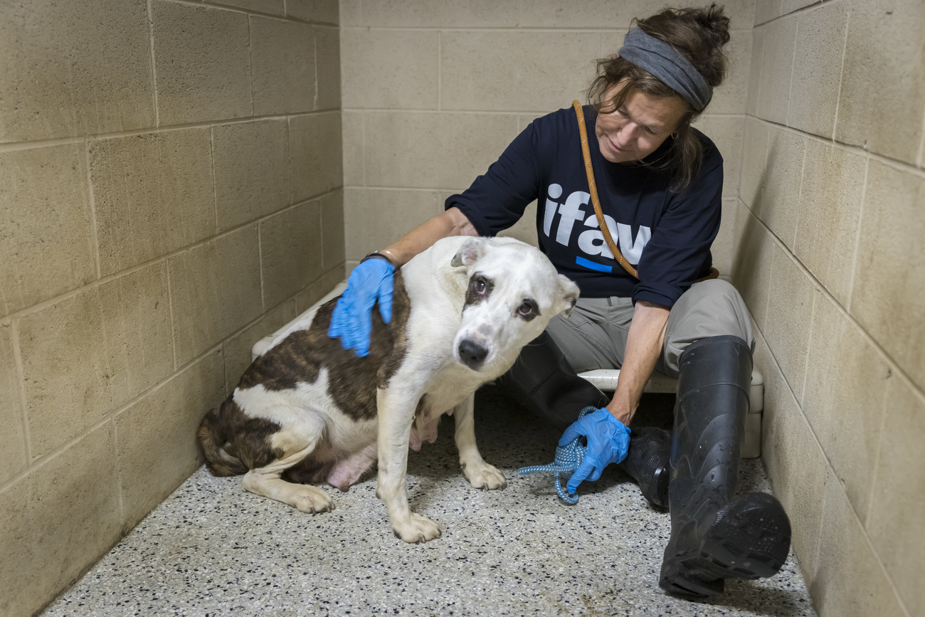 IFAW has deployed to eastern Kentucky to respond to rampant flooding in the area. The area is currently out of power and there are needs for assistance with emergency sheltering.