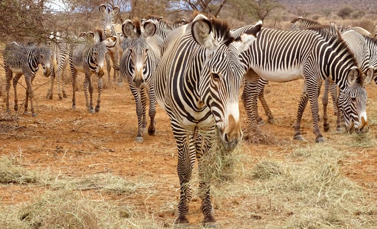 Grevy-Zebras während einer Rekorddürre im Norden Kenias.