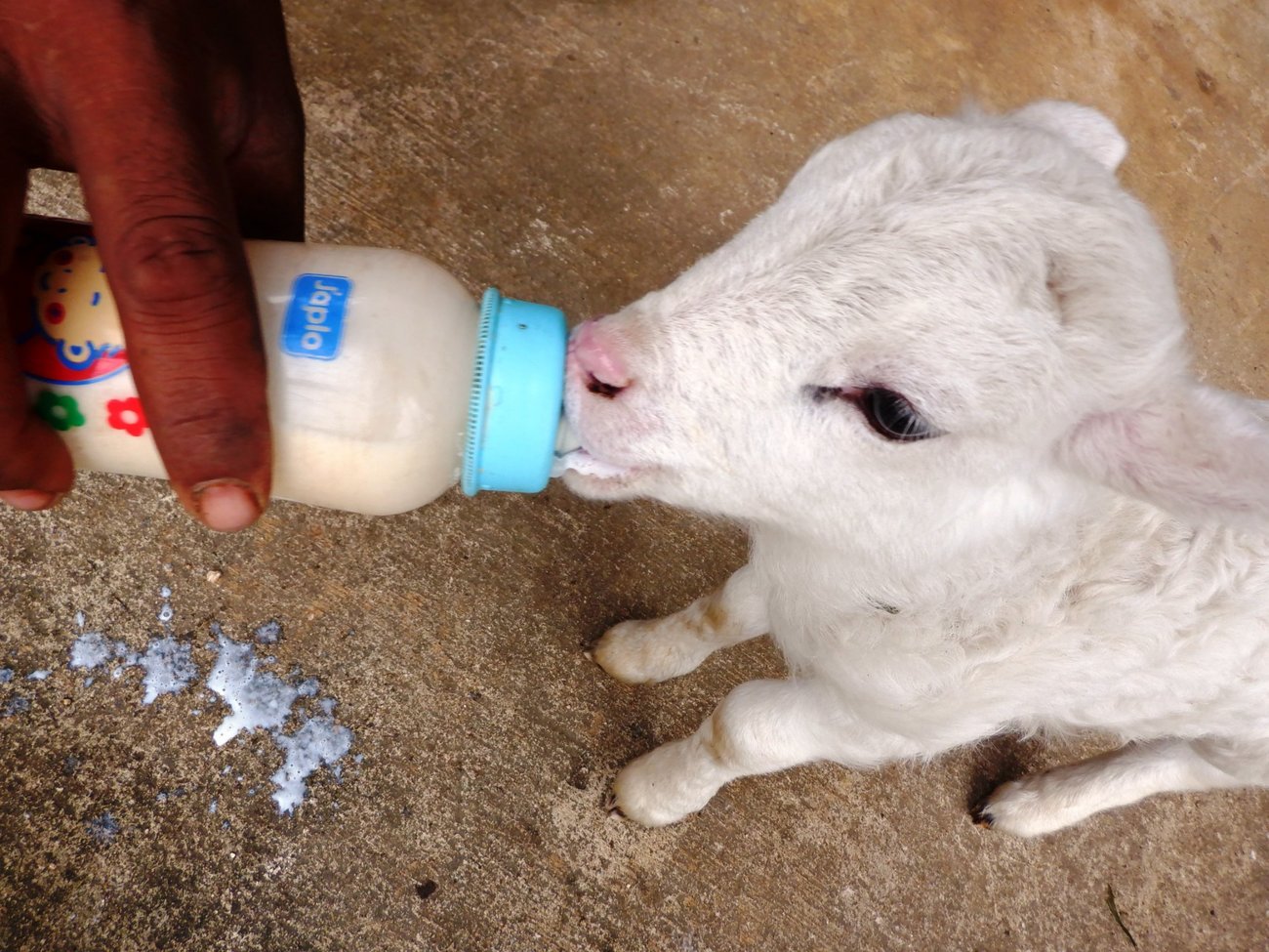 An orphaned lamb is bottle-fed formula provided by an IFAW grant to areas of Tonga affected by the January 2022 volcanic eruption and tsunami.