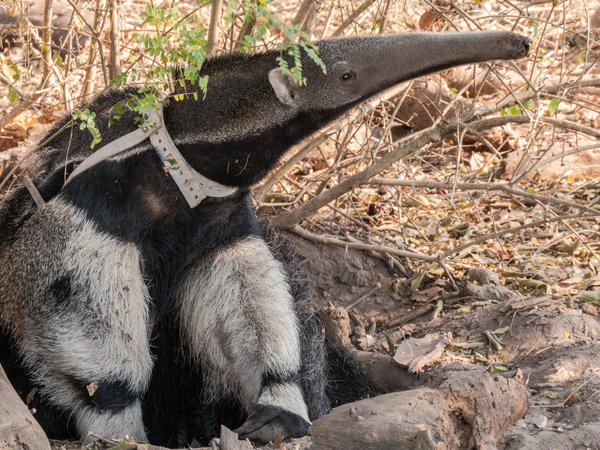 meet an orphaned giant anteater released back to the wild after Brazil’s wildfires