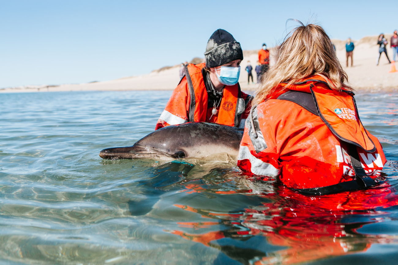 Cape Cod strands more dolphins than anywhere else. Now they're getting  their own hospital – WATE 6 On Your Side